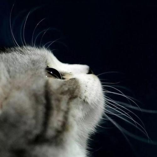 娱乐吃瓜酱猫妈妈视频大全,萌宠视频大全集锦 第3张 娱乐吃瓜酱猫妈妈视频大全,萌宠视频大全集锦 第3张